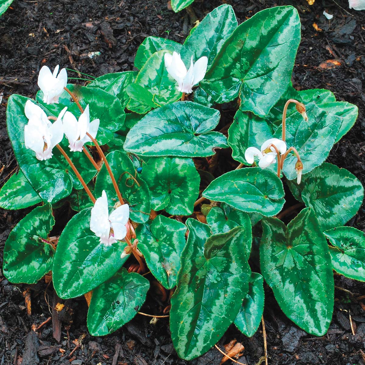 Cyclamen SWEETHEART™ 'Flame'