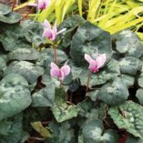 Cyclamen SWEETHEART™ 'Sensation'