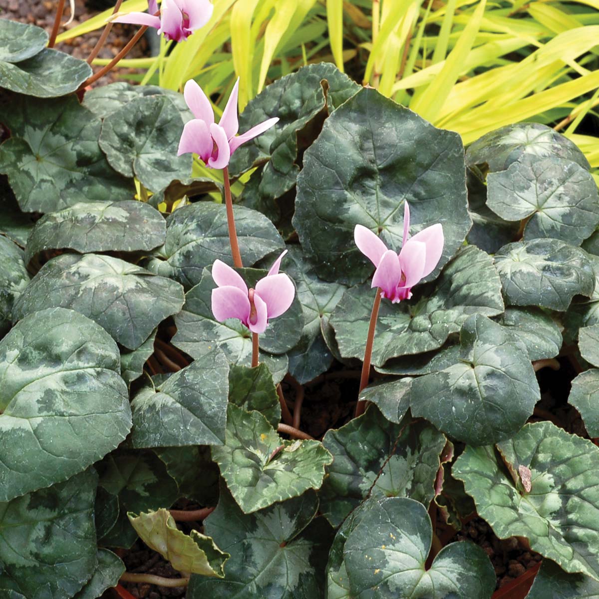 Cyclamen SWEETHEART™ 'Sensation'