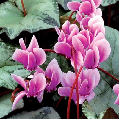 Cyclamen SWEETHEART™ 'Silver'