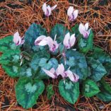 Cyclamen SWEETHEART™ 'Sparkle'