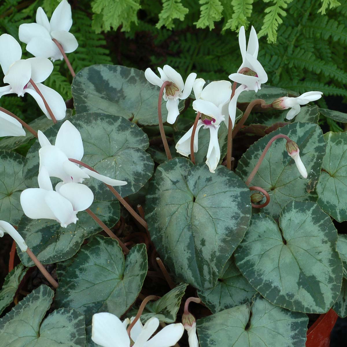 Cyclamen SWEETHEART™ 'Splash'