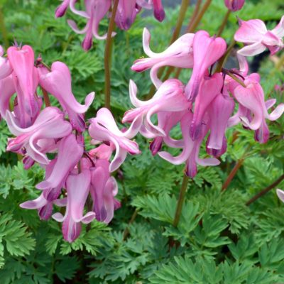 Dicentra 'Amore Pink'