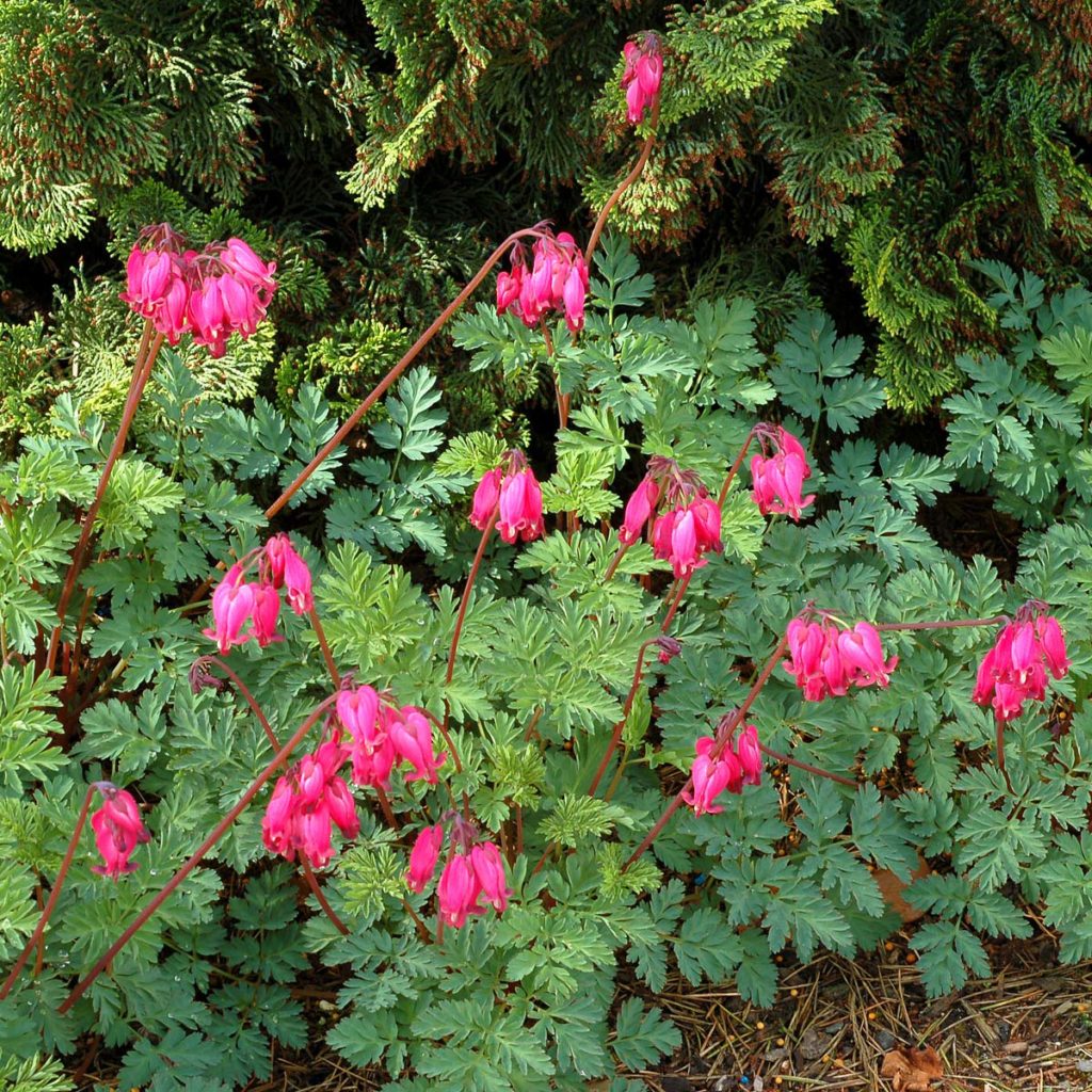 Dicentra ‘Amore Rose’ TERRA NOVA® Nurseries, Inc.
