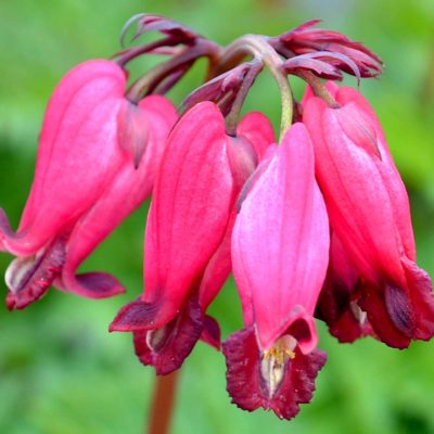 Dicentra 'Amore Rose'