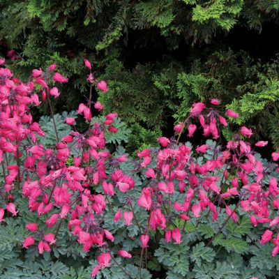 Dicentra 'Amore Rose'