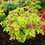 Dicentra 'Gold Heart'