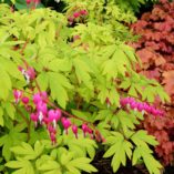 Dicentra 'Gold Heart'