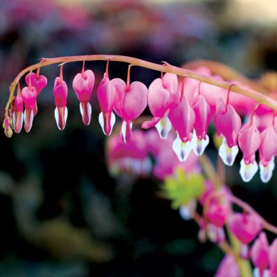 Dicentra 'Gold Heart'