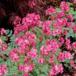 Dicentra 'King of Hearts'