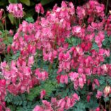 Dicentra 'King of Hearts'