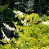 Dicentra 'White Gold'