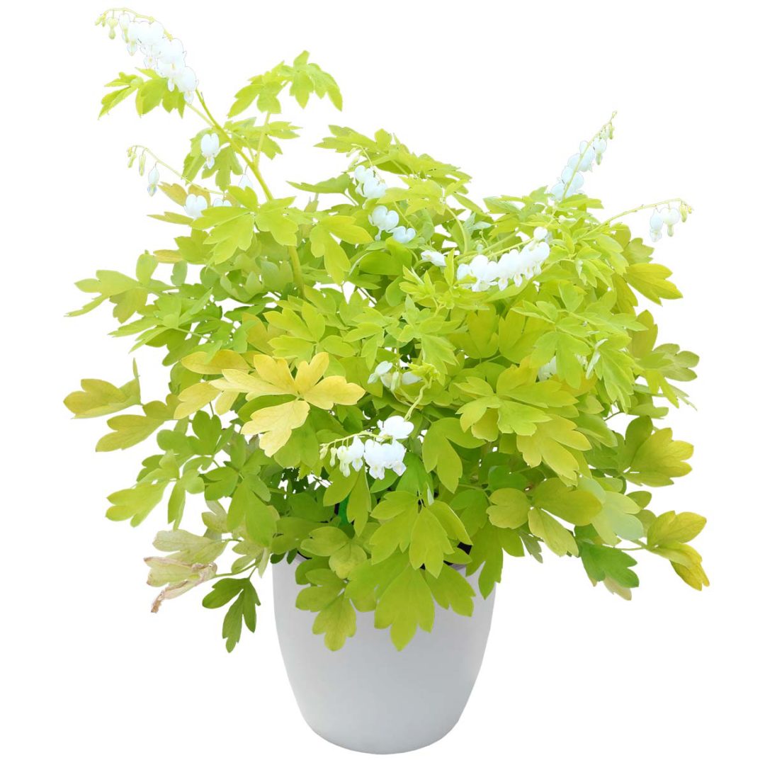 Dicentra ‘White Gold’ TERRA NOVA® Nurseries, Inc.