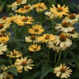 Echinacea 'Aloha'