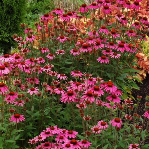 Echinacea 'Amazing Dream'