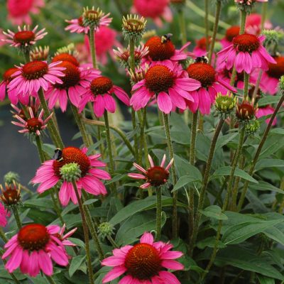 Echinacea 'Amazing Dream'