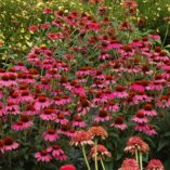 Echinacea 'Amazing Dream'