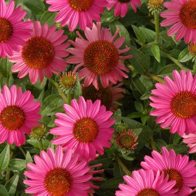 Echinacea 'Amazing Dream'