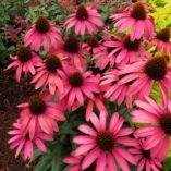 Echinacea 'Amazing Dream'