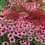 Echinacea 'Amazing Dream'