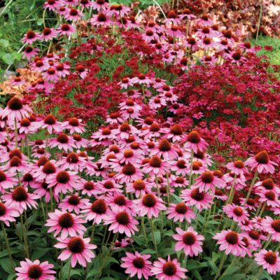 Echinacea 'Amazing Dream'