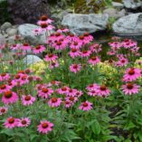 Echinacea 'Amazing Dream'