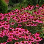 Echinacea 'Amazing Dream'