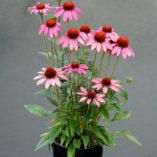 Echinacea 'Amazing Dream'