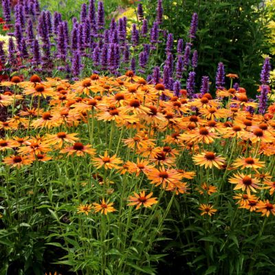 Echinacea 'Big Kahuna'