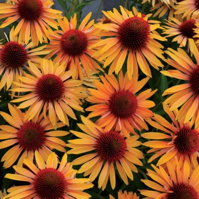 Echinacea 'Big Kahuna'