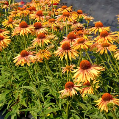 Echinacea 'Big Kahuna'