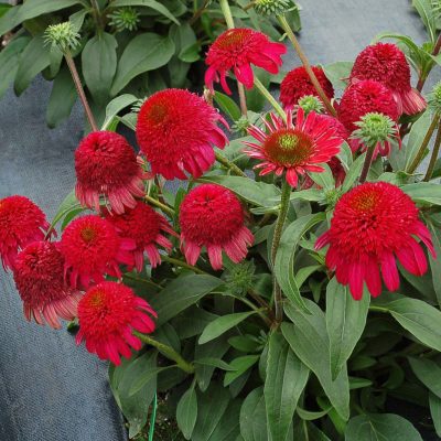 Echinacea CARA MIA™ 'Rose'