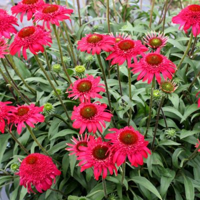 Echinacea CARA MIA™ 'Rose'