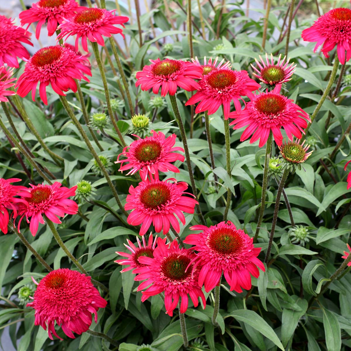 Echinacea CARA  MIA  Rose TERRA NOVA  Nurseries Inc 