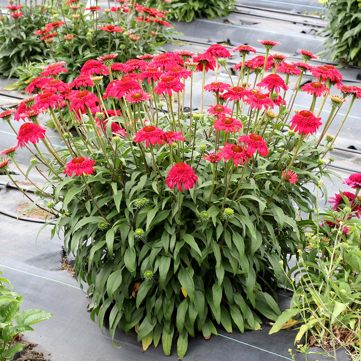 Echinacea CARA  MIA  Rose TERRA NOVA  Nurseries Inc 