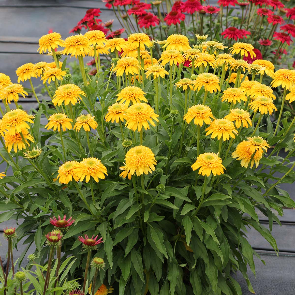 Echinacea CARA  MIA  Yellow TERRA NOVA  Nurseries Inc 