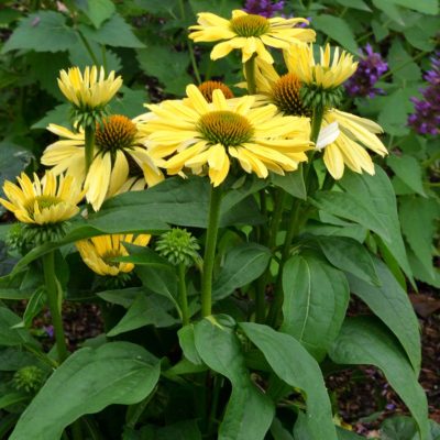 Echinacea 'Chiquita'