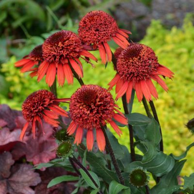 Echinacea 'Cinnamon Cupcake'