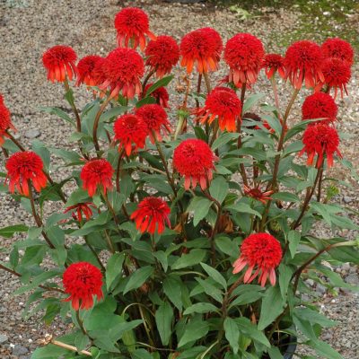 Echinacea 'Cinnamon Cupcake'