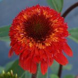 Echinacea 'Cinnamon Cupcake'