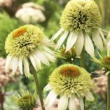 Echinacea 'Coconut Lime'