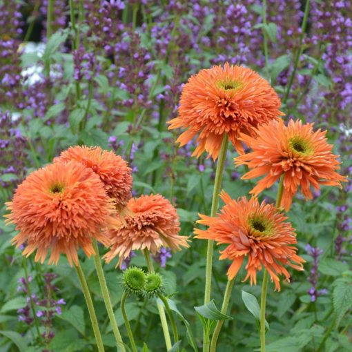 Echinacea 'Colorburst Orange'