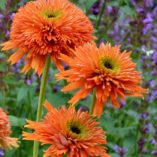 Echinacea 'Colorburst Orange'