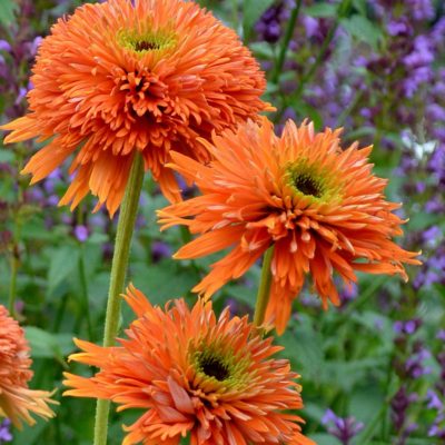 Echinacea 'Colorburst Orange'