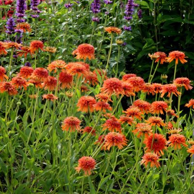 Echinacea 'Colorburst Orange'