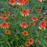 Echinacea 'Coral Reef'