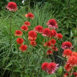 Echinacea 'Coral Reef'