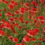 Echinacea 'Coral Reef'