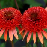 Echinacea 'Coral Reef'