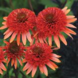 Echinacea 'Coral Reef'